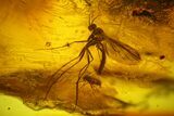 Several Fossil Flies (Diptera) and a Spider (Araneae) In Baltic Amber #139073-2
